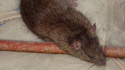Rat Basement