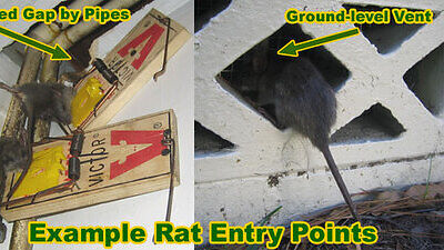 Rat in building