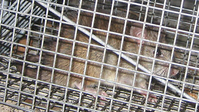 Rat in tire