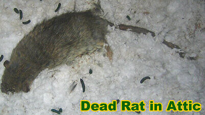 dead rat