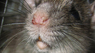 gray rat