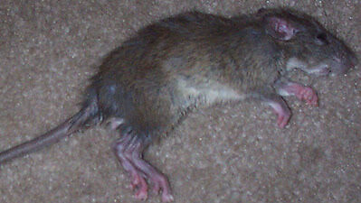 dead rat