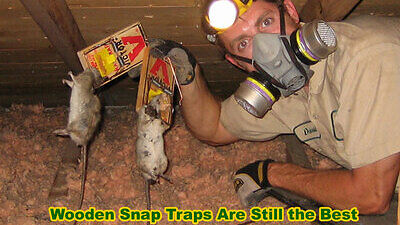 rat trapped
