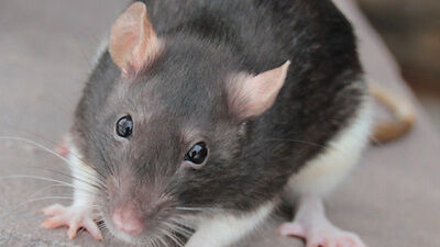 mouse