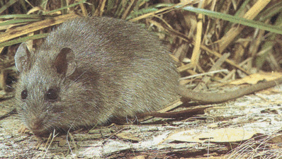 rodent outside