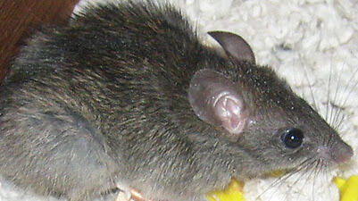 big rat