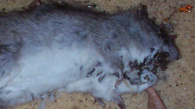 dead rat