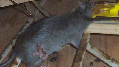 rat in garage