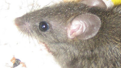 rodent head