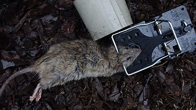 Rat Bait