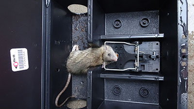 Rat Catching