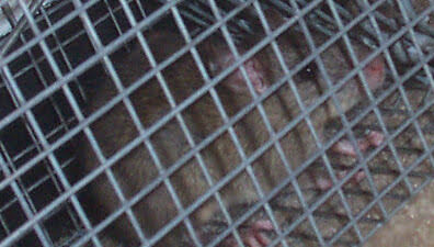 rat in cage