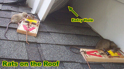 rats on roof