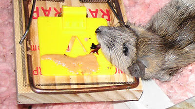 rat in snap trap