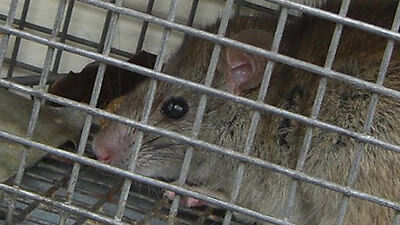 rat in cage
