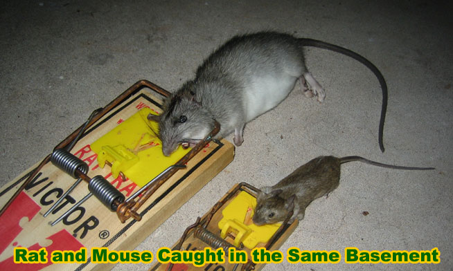 Rat Basement