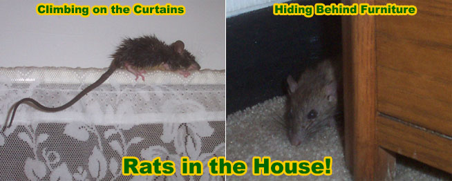 Rat House