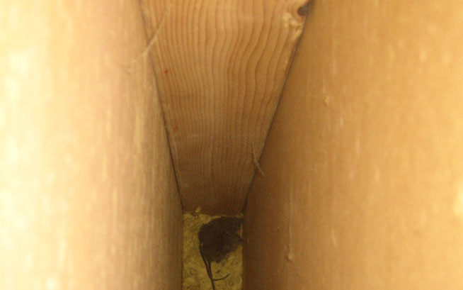 Rat Wall