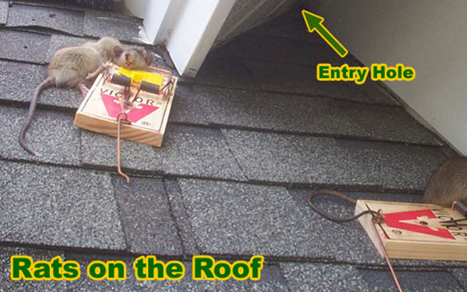 Rat Roof