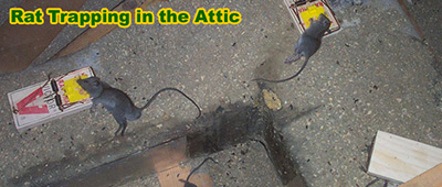 Rat Trapping
